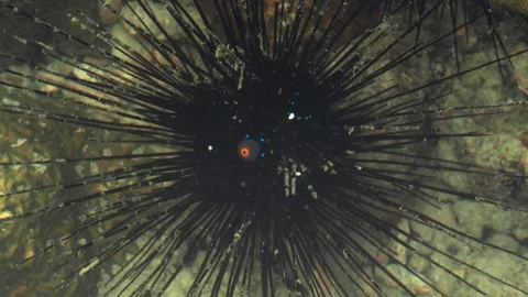 Close Up of Long Spined Sea Urchin on Coral Reef 스톡 동영상 338314088