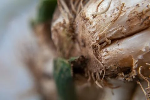 Close-Up of long spring onions called Calçots, Catalonia's Iconic Ingredient Stock Photos