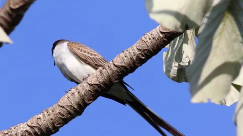 Close-up, Long tail Forked-tailed Flycatcher tropical bird rainforest edge Vidéo 287728062