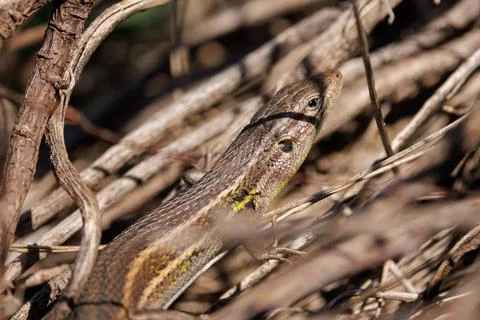 Close-up of a long-tailed lizard among dry undergrowth Stock Photos