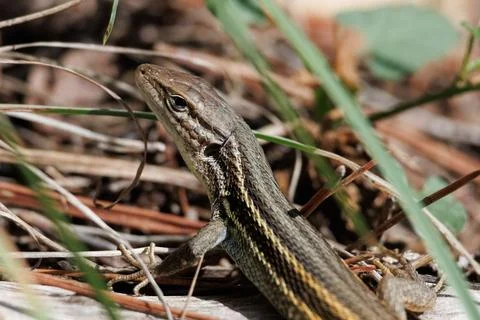 Close-up of long-tailed lizard, psammodromus algirus Photos