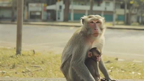 Close up of long-tailed macaque with her baby sitting 스톡 사진