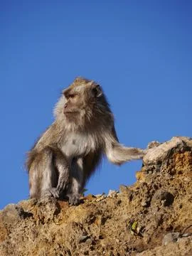 Close up of long tailed macaque monkey, Kelimutu volcano, Indonesia Stock Photos