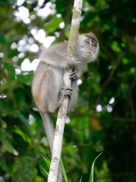 Close up of long tailed macaque in tree looking at camera, Borneo Stock Photos