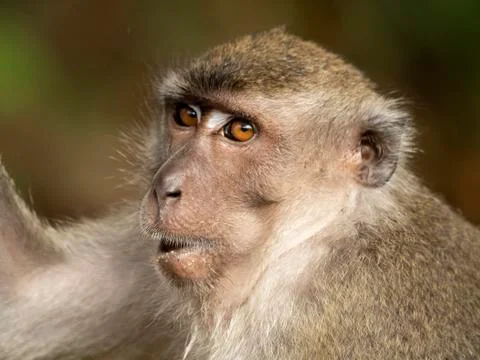 Close up of long tailed macaques face whilst it chews Stock Photos