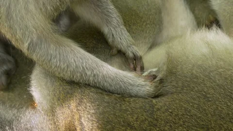 Close-Up of Long-Tailed Macaques Grooming Each Other in Ubud Monkey Forest, Bali 스톡 동영상 324410014