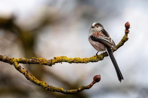 Close up of a Long Tailed Tit perched on a lichen covered branch Stock Photos