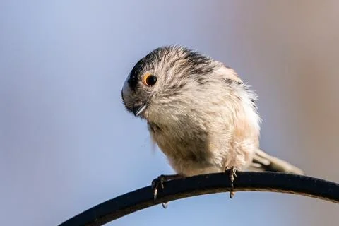Close-up of a Long-tailed Tit. Stock Photos