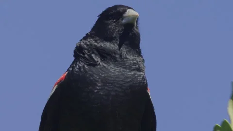 Close up of a long-tailed widowbird flying mating display Stock-Footage 260853791