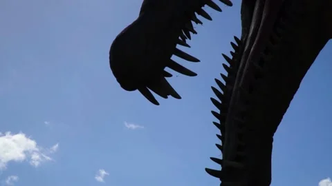 Close up of long teeth from massive giant beast head of dinosaur ancient Stock Footage 223979758