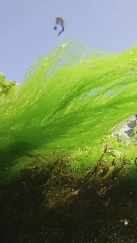 Close-up of long threads of green algae Cladophora and Sea Lettuce seaweed Stock Footage 311570047