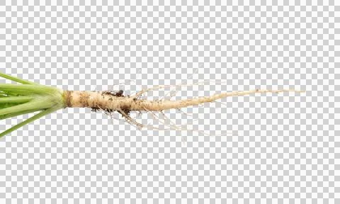 Close up of long white radish root with sprouts on clear background 스톡 사진