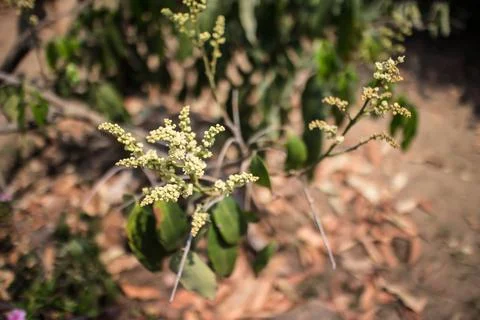 Close up of longan flower Stock Photos