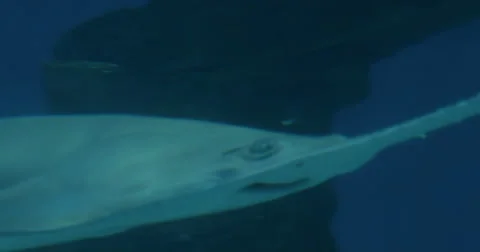 Close up of a Longcomb Sawfish Video stock 51746841