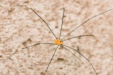 Close Up Of A Longed Cellar Spider Stock Photos
