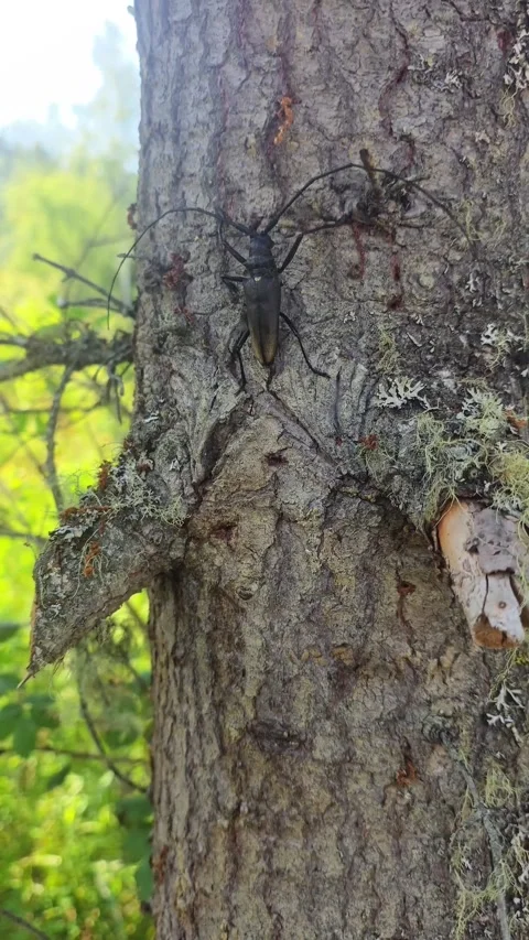 Close Up of a Longhorn Beetle Crawling on Rough Tree Bark in a Forest Stock Footage 348246743