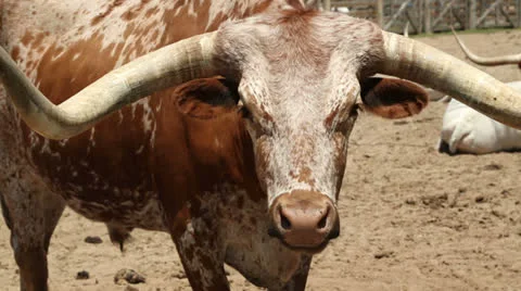 Close up of longhorn cattle horns, texas, usa Stock Footage