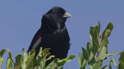 Close up of a longtailed widowbird scratching its head from tree top Stock Footage 260853576