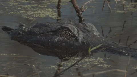 Up Close Look at an Alligator Opening Eye in the Wild Swamp Stockbeeldmateriaal 134426161