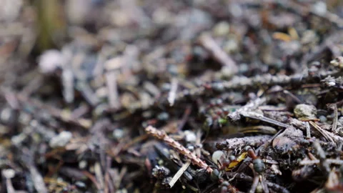 Close up look at ants on the forest floor details in slow motion Stock Footage 318043276