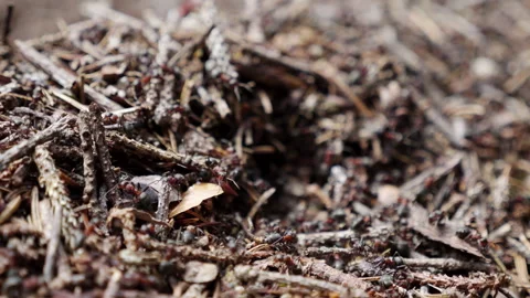 Close up look at ants on the forest floor details in slow motion Stock Footage 318044978