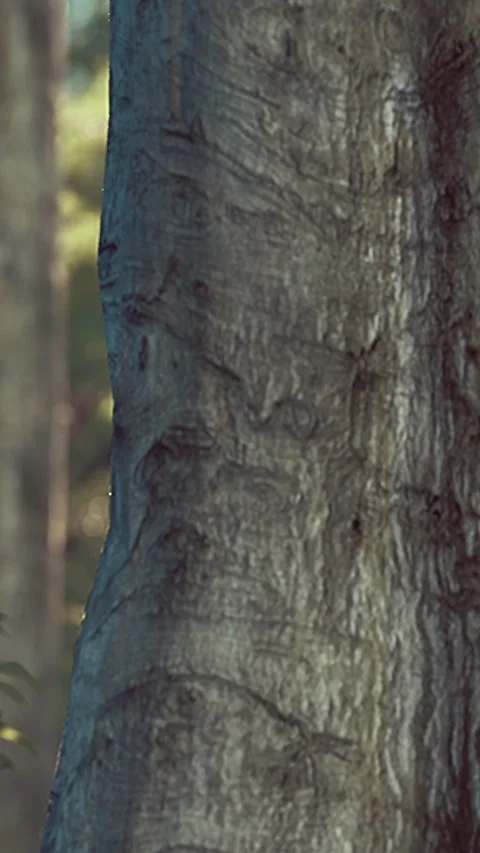 Close look at the bark of a tree showing texture and natural patterns Stock Footage 337940958