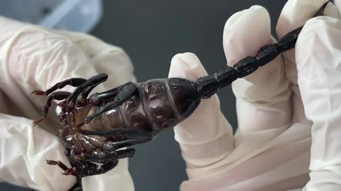 Close-up look at the black scorpion Stock Footage 167117627