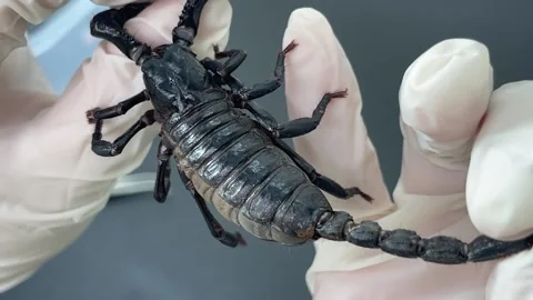 Close-up look at the black scorpion Stock Footage 167117631
