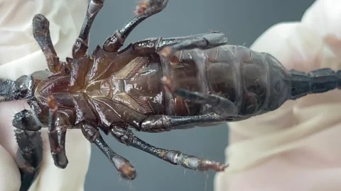 Close-up look at the black scorpion Stock Footage 167117632