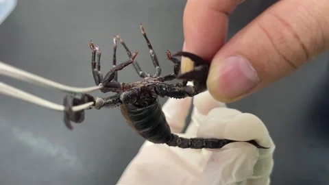 Close-up look at the black scorpion Stock Footage 167117650
