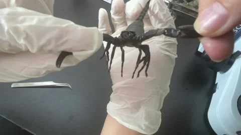 Close-up look at the black scorpion Stock Footage 167117652
