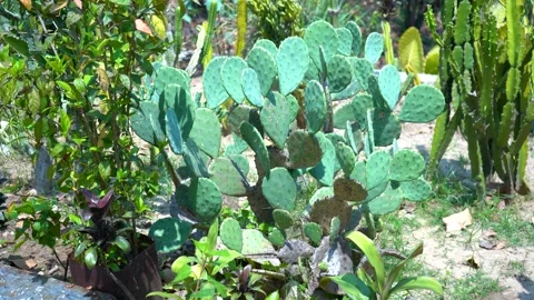 A Close Look at Cacti in India Stock Footage 313566147