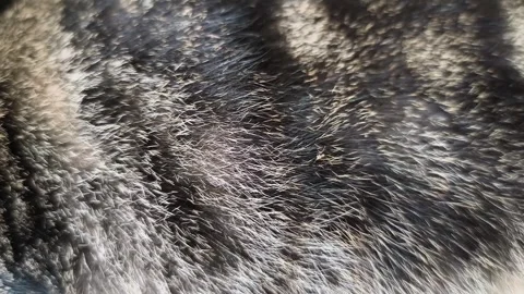 Close look at cat fur showing texture and color patterns in natural light Stock Footage 335226580