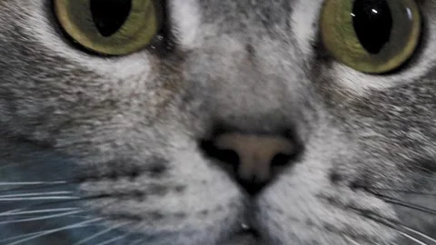 Close Look at a Cat's Eye and Fur in a Cozy Indoor Space During Evening Hours Stock Footage 323804056