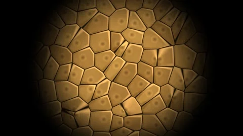 Close look at cellular structure under microscope with Stock Footage 338286220