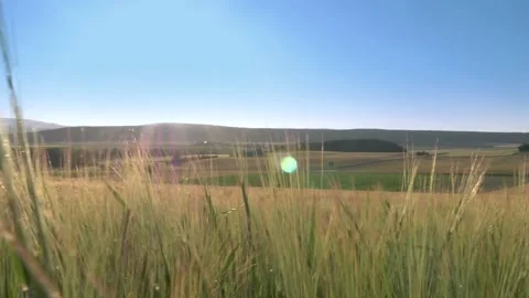 Close up look of colorful crop fields in summer Video stock 133502587