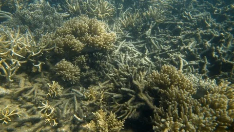 Close up look to the coral reefs into the blues Stock Footage 80355255