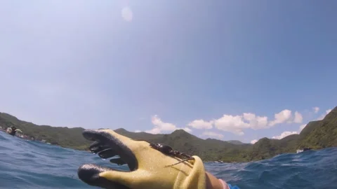 Close look of crawling Brittle Star Ophiocoma Scolopendrina with missing limbs m Stock Footage 252953844