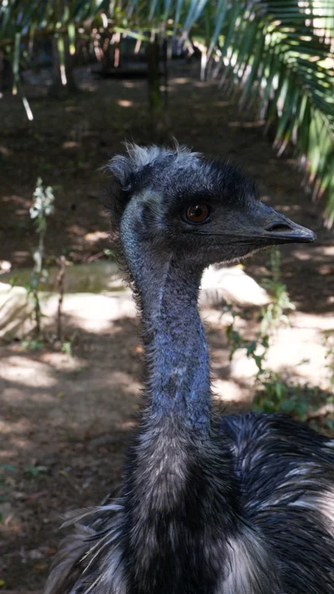 Close up look of a emu bird Stock Footage 211034112