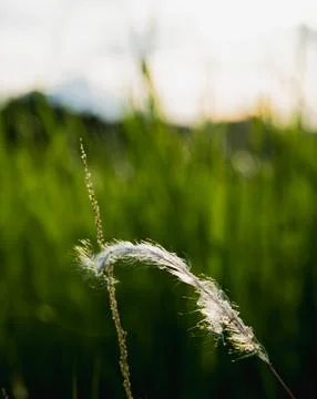 A close-up look at a feathery plume of cogon grass at sunset. 스톡 사진