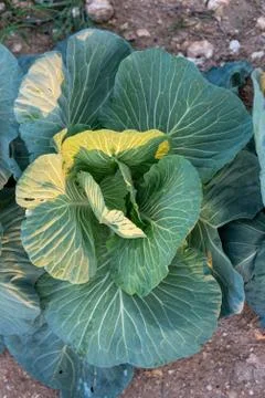 A close up look at a fresh head of cabbage lit by the afternoon sun Stock Photos
