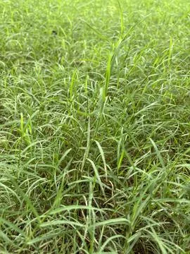 Close-up look of grass Stock Photos
