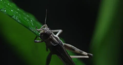 A Close-up Look at a Grasshopper on a Leaf Video stock 285523216