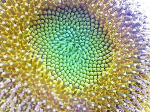 A Close Up Look at the Head of a Blooming Common Sunflower Plant Stock Photos