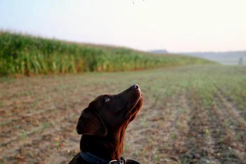 A close look at the head of an elderly brown Labrador puppy Stock Photos