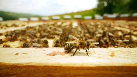 Up-close look at honeycomb frames in beehives with lots of bees working busily Stock Footage 248459705