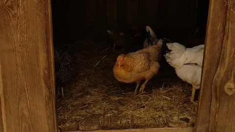 A close-up look inside a wooden coop several chickens resting and relaxing Stock Footage 277589069