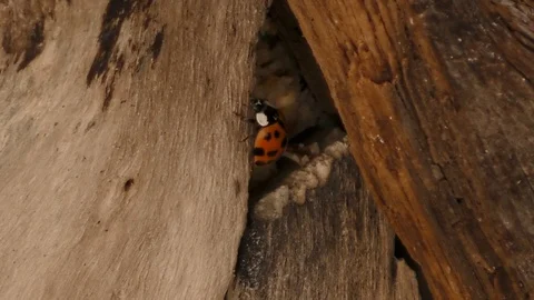 Up-Close look at a Ladybug Stock Footage 95198341