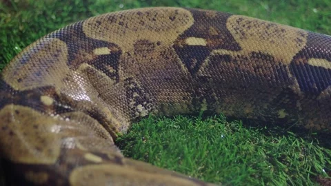 Close look at a large snake resting on grass Stock Footage 340726036