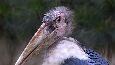 The close up look of a Marabou Stork, looking ill and molting - Close up Stock Footage 122357344